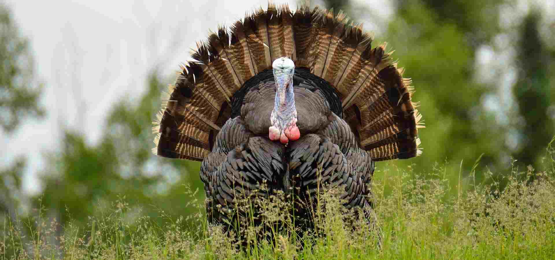 MARS - Farm stay near Thane